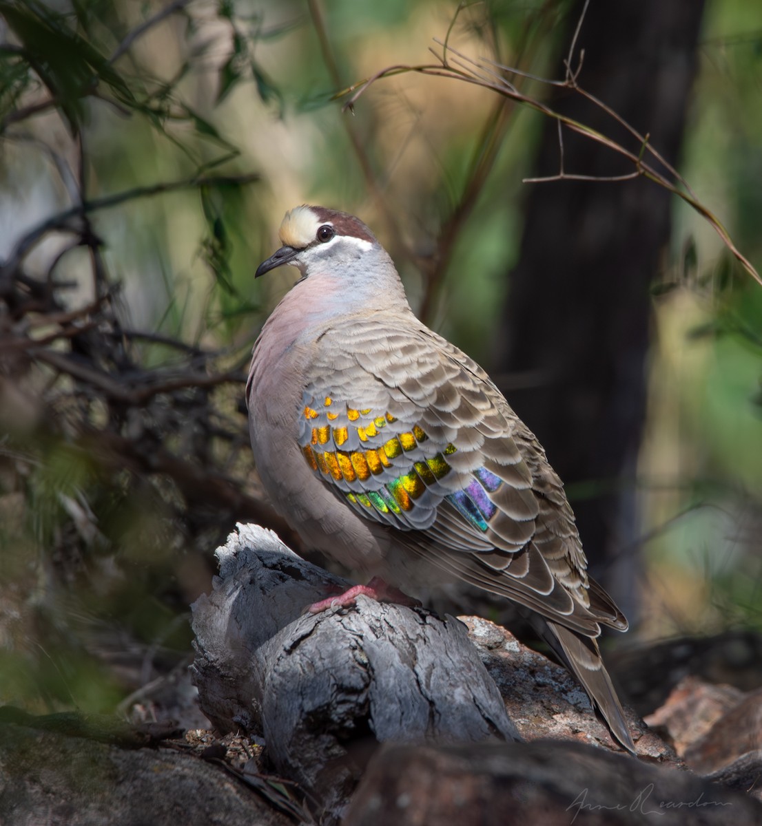 Common Bronzewing - ML641407160