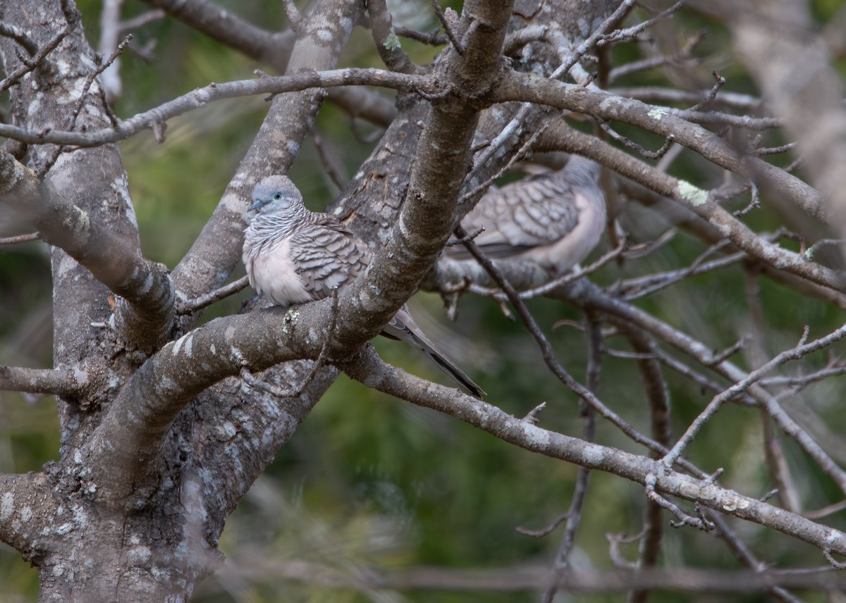 Peaceful Dove - ML641407161