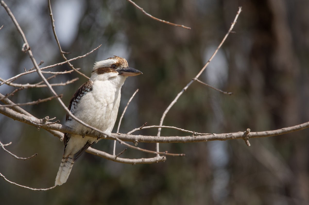 Laughing Kookaburra - ML641407164
