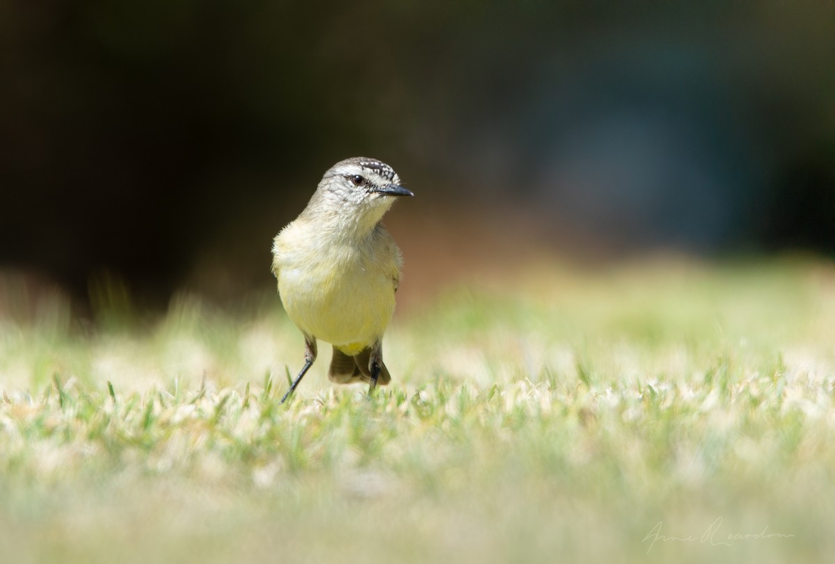 Yellow-rumped Thornbill - ML641407181