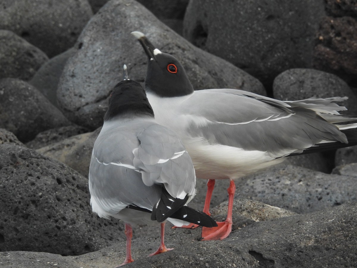 Swallow-tailed Gull - ML641407182