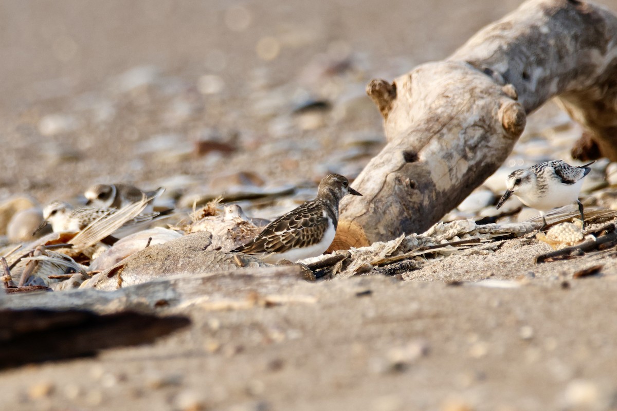 Ruddy Turnstone - ML641407184