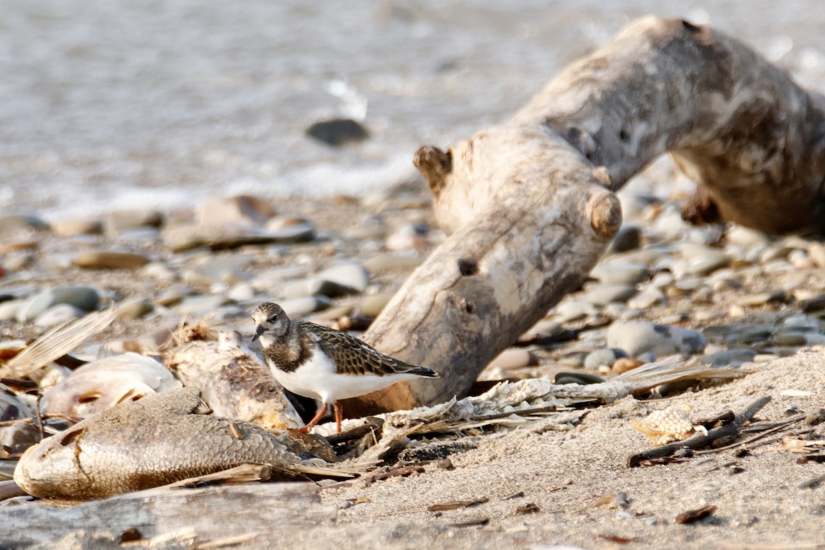 Ruddy Turnstone - ML641407185