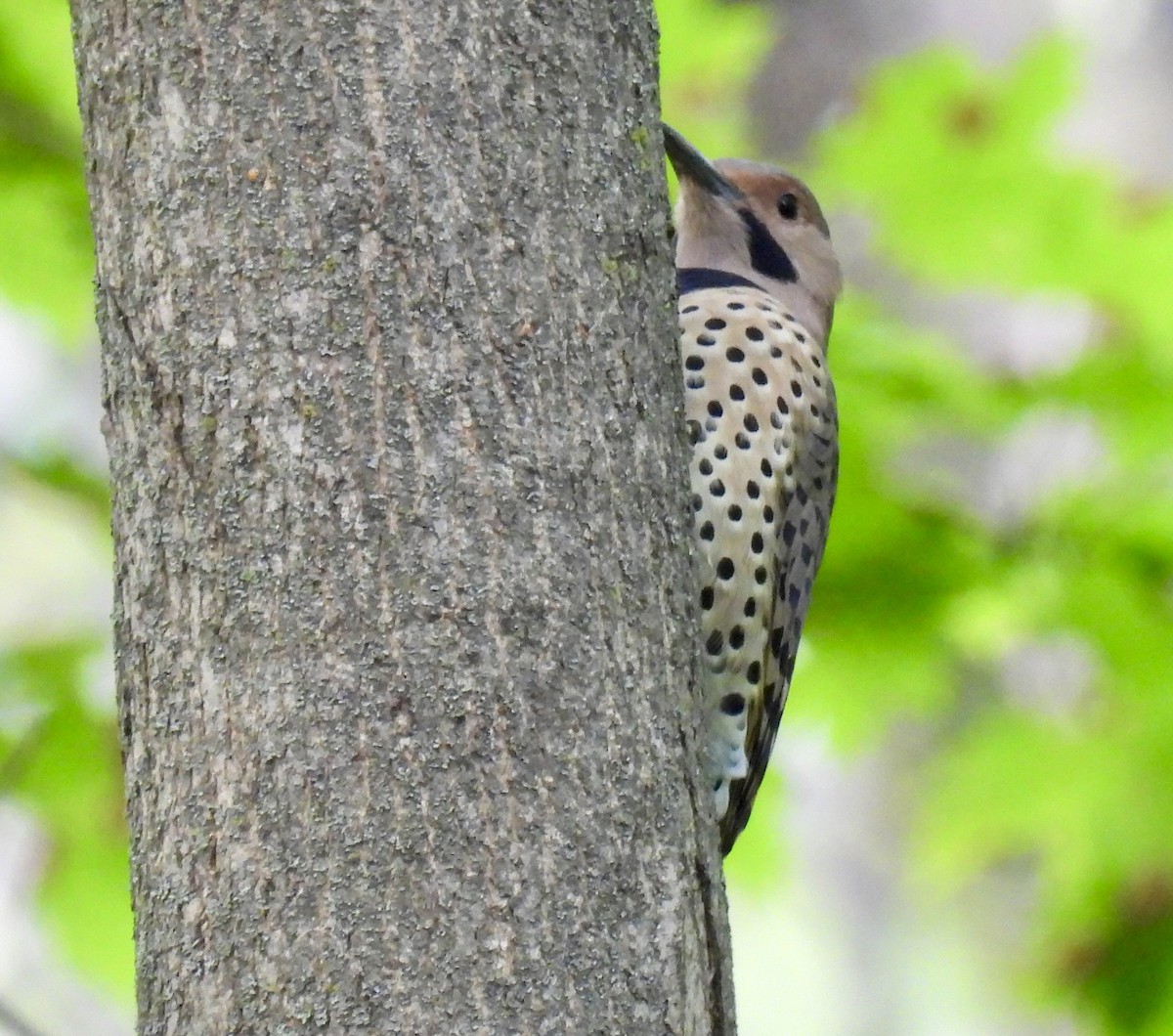 Northern Flicker - ML641407186