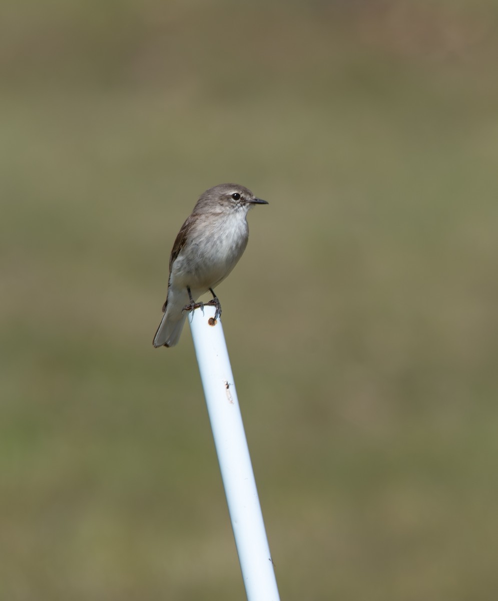 Jacky-winter - ML641407187