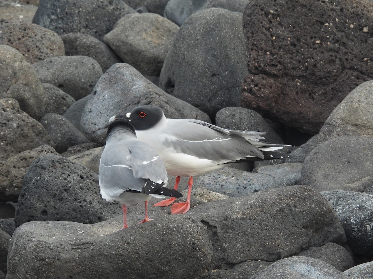Swallow-tailed Gull - ML641407188