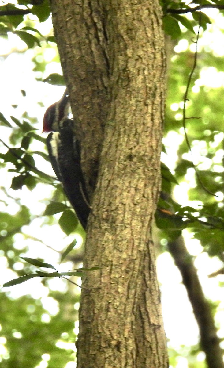 Pileated Woodpecker - ML641407195