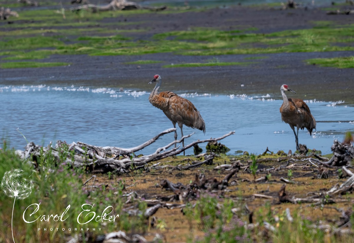 Sandhill Crane - ML641407216