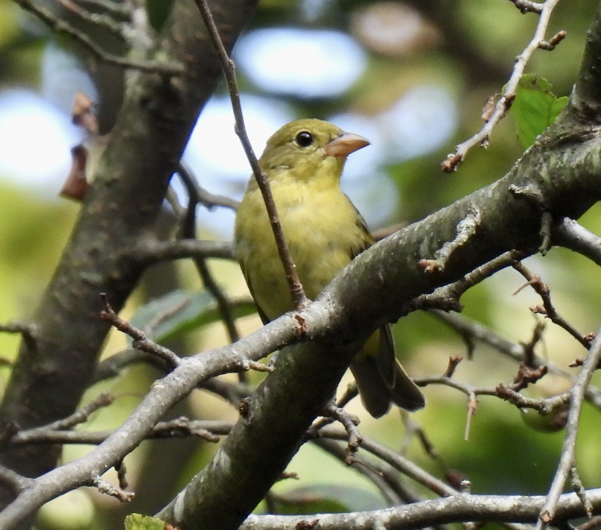 Scarlet Tanager - ML641407218