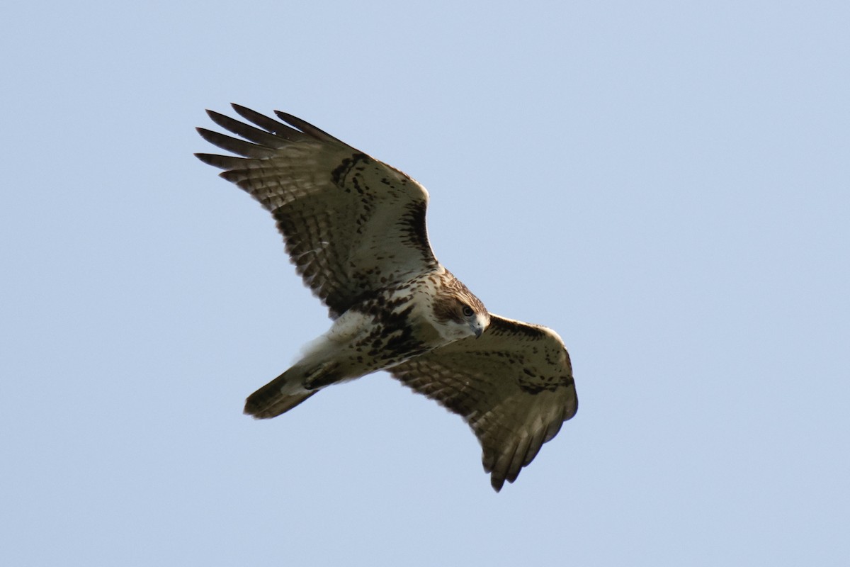 Rotschwanzbussard - ML641407221