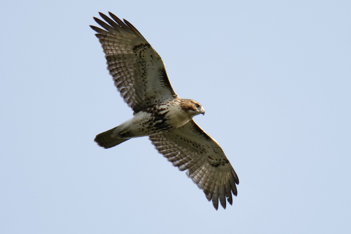 Rotschwanzbussard - ML641407222