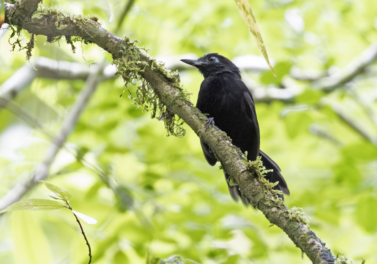 Panamáameisenvogel - ML641407246
