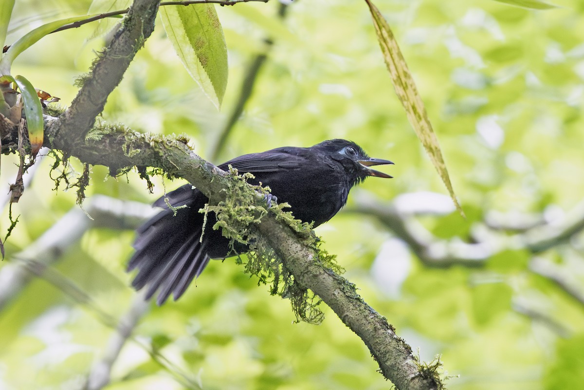 Panamáameisenvogel - ML641407247