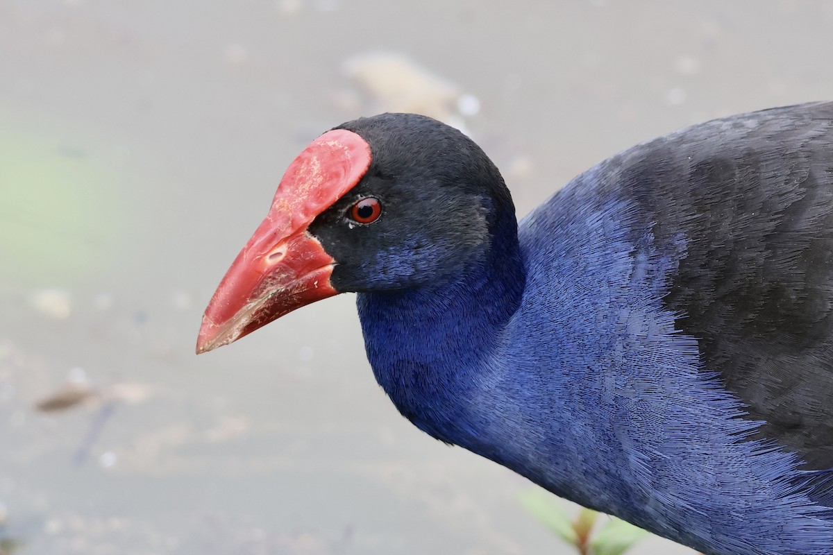 Australpurpurhuhn - ML641407254