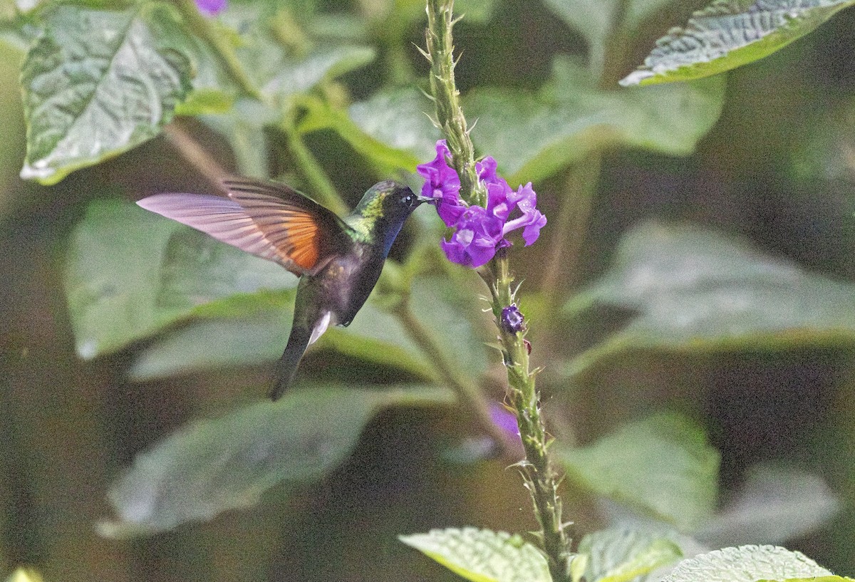Schwarzbauchkolibri - ML641407256
