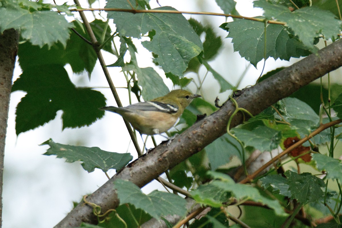 Braunkehl-Waldsänger - ML641407258