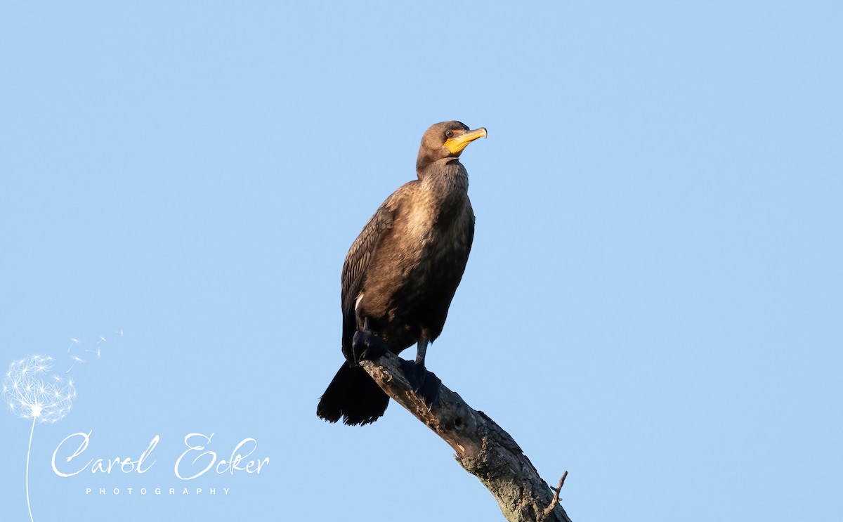 Ohrenscharbe - ML641407259
