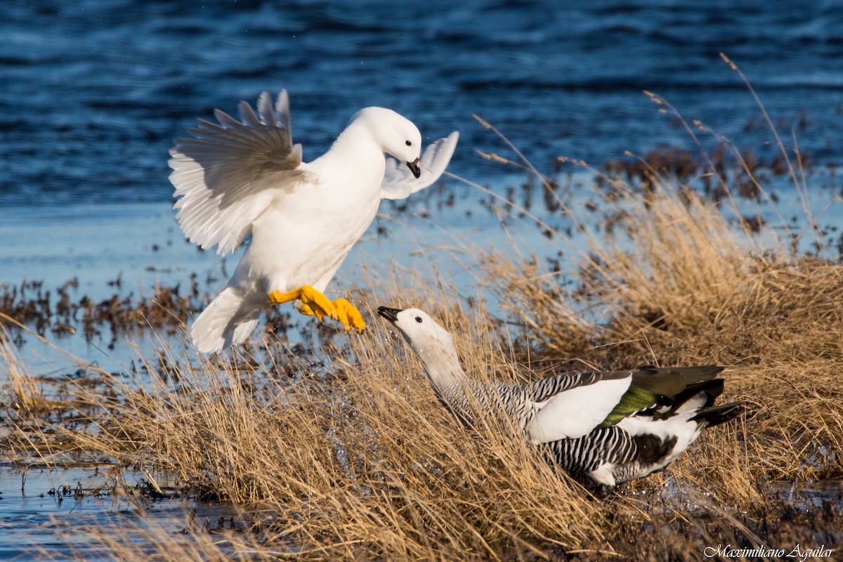 Kelp Goose - ML641407262