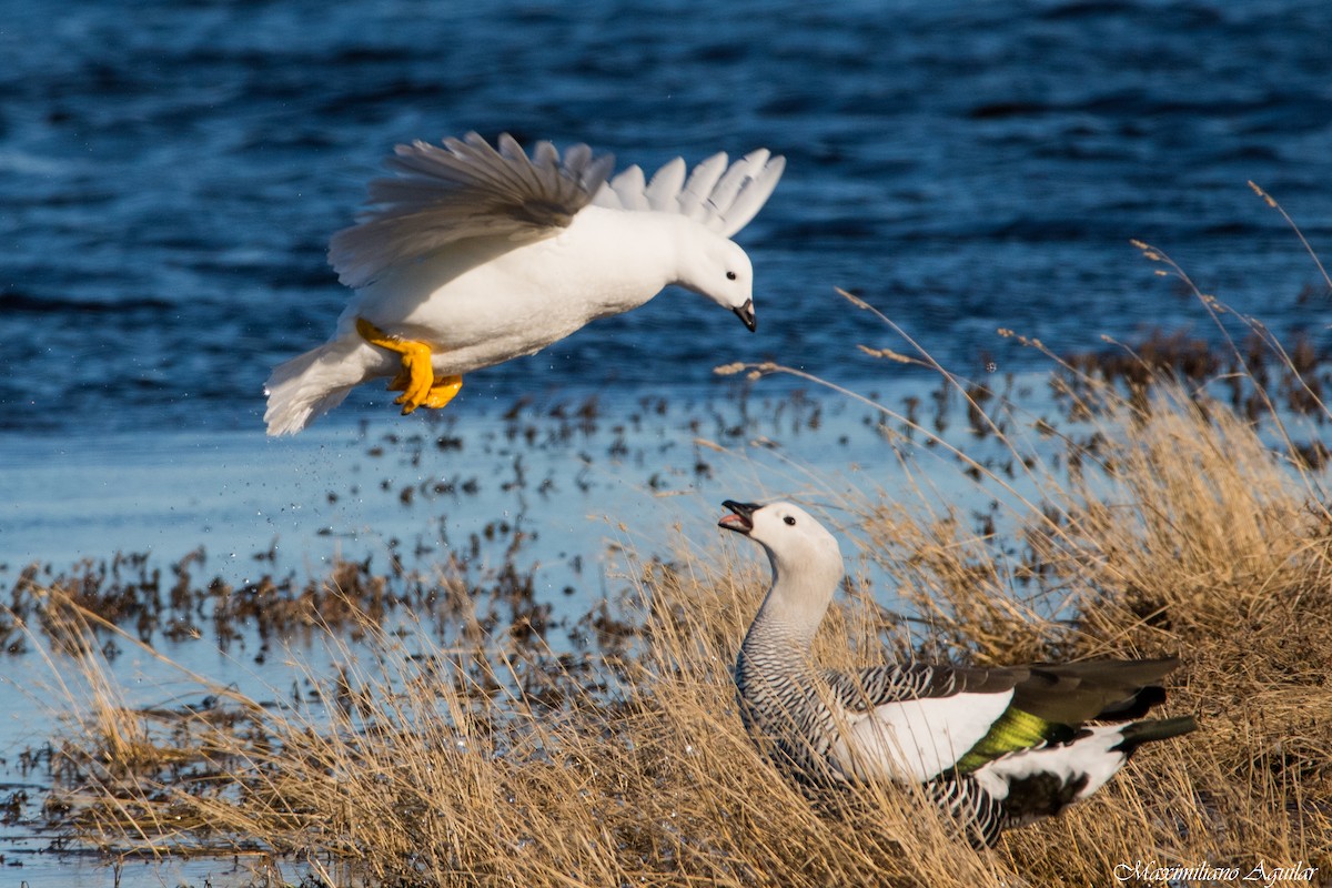 Kelp Goose - ML641407263