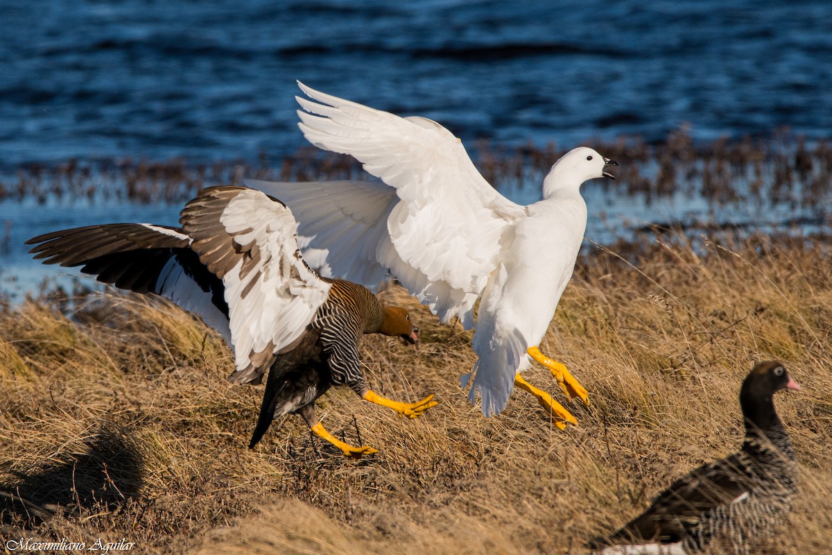 Kelp Goose - ML641407264