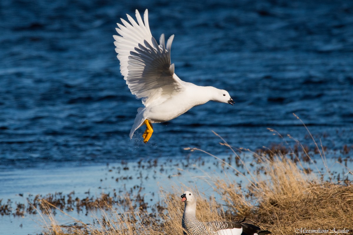 Kelp Goose - ML641407265