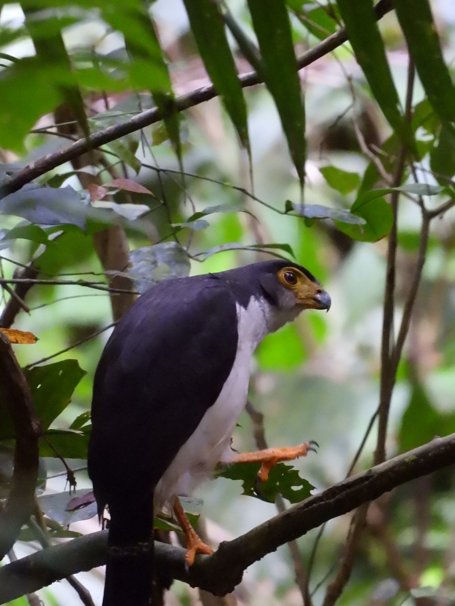 Slaty-backed Forest-Falcon - ML641407269