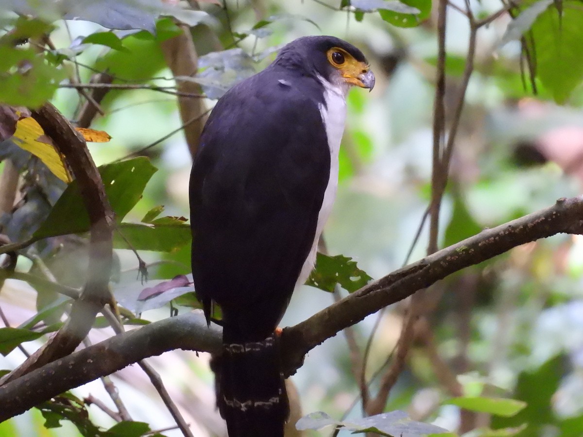 Slaty-backed Forest-Falcon - ML641407270
