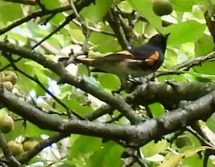 American Redstart - ML641407317