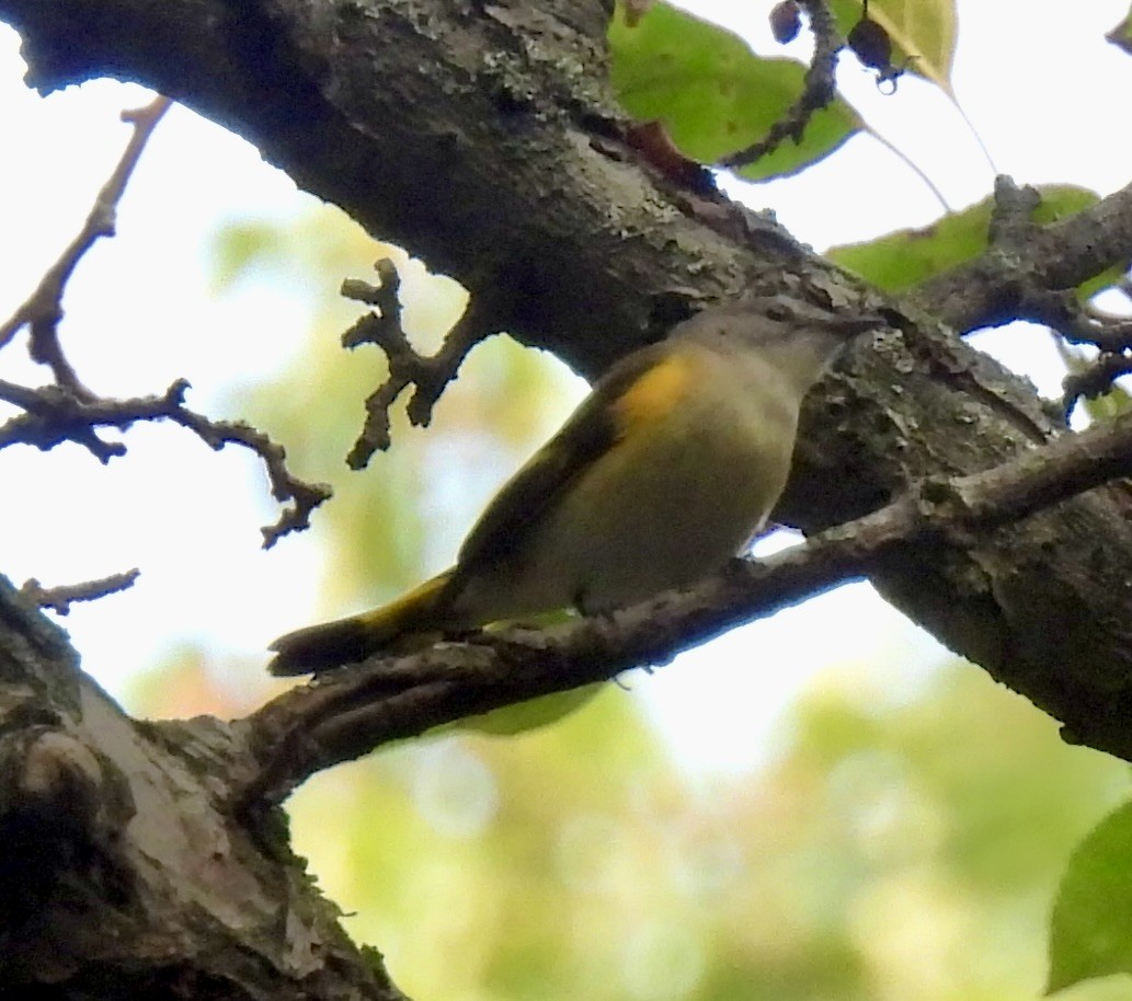 American Redstart - ML641407318