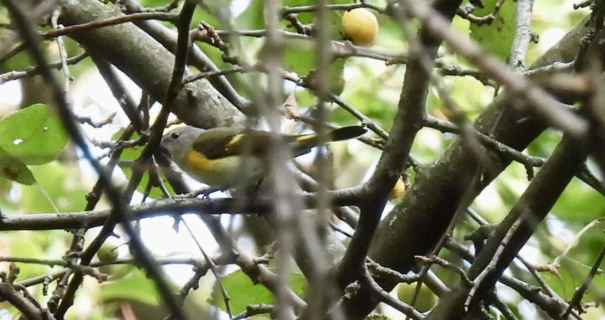 American Redstart - ML641407319