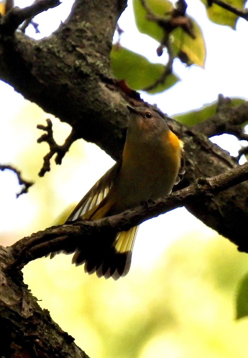 American Redstart - ML641407320