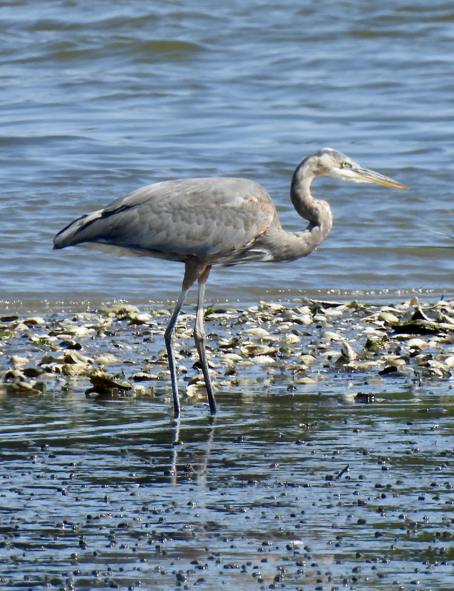 Great Blue Heron - ML641407336