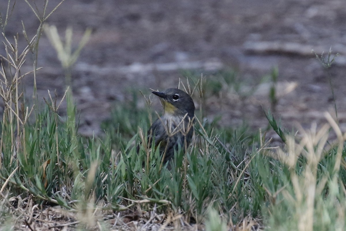 Yellow-rumped Warbler (Audubon's) - ML641407340
