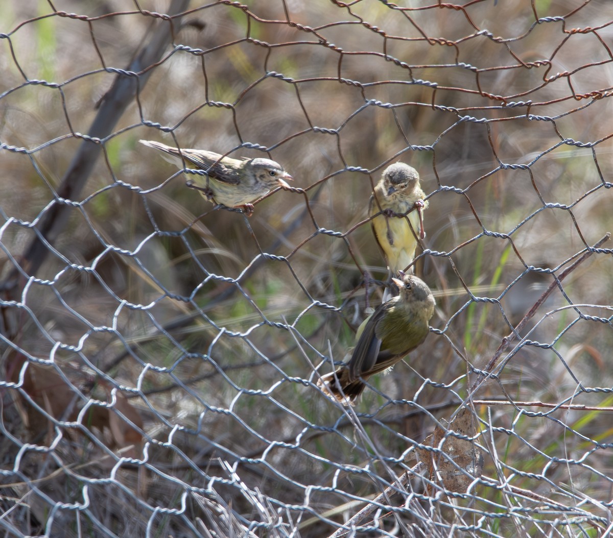 Weebill - ML641407354