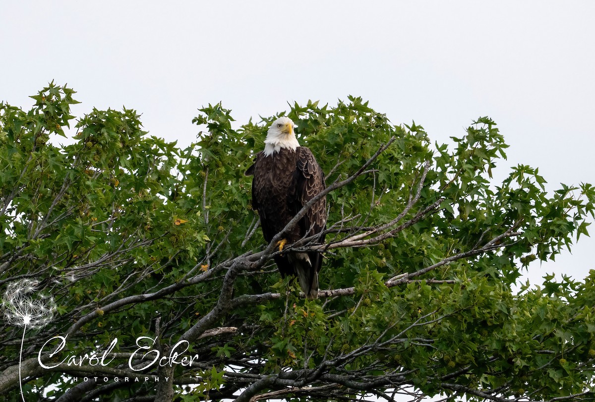 Bald Eagle - ML641407363
