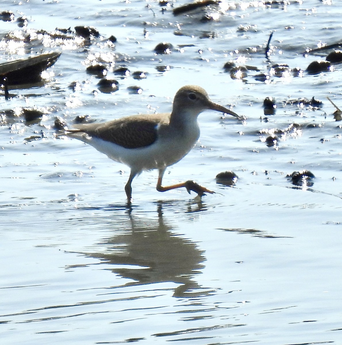 Spotted Sandpiper - ML641407364