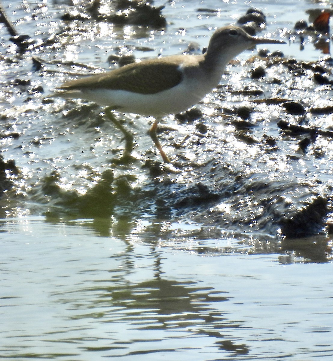 Spotted Sandpiper - ML641407365