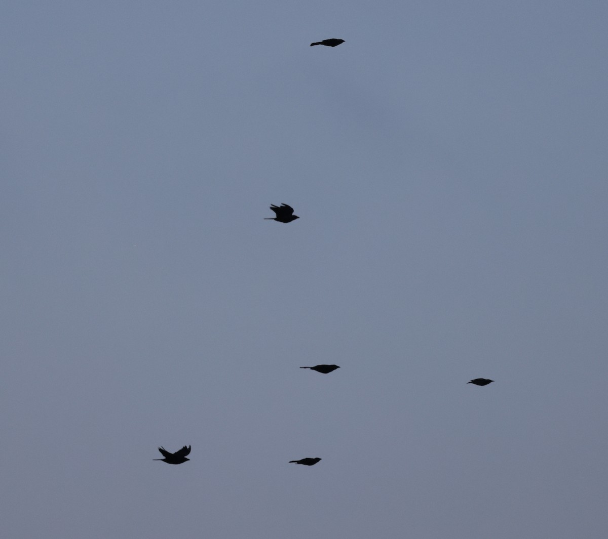 Common Grackle - ML641407377