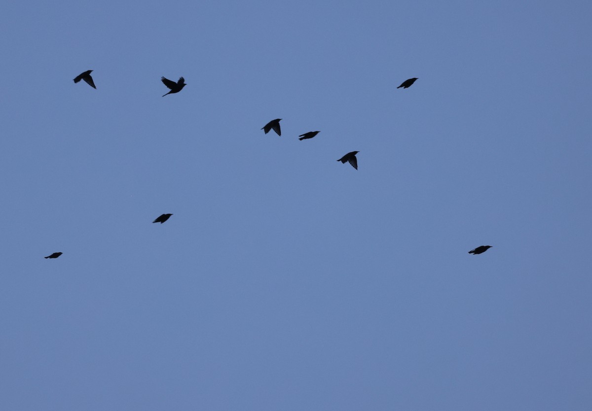 Common Grackle - ML641407390