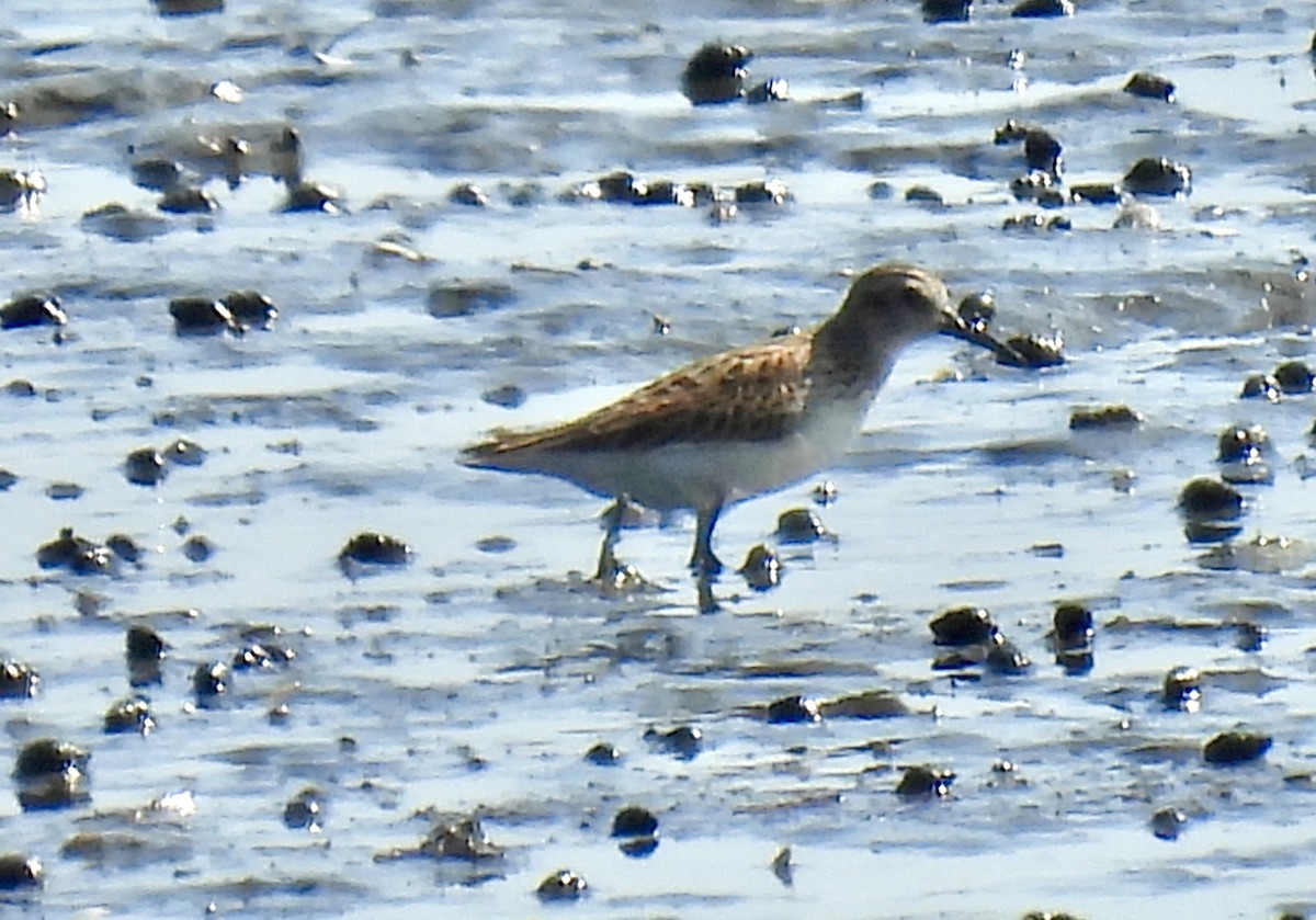 Semipalmated Sandpiper - ML641407399