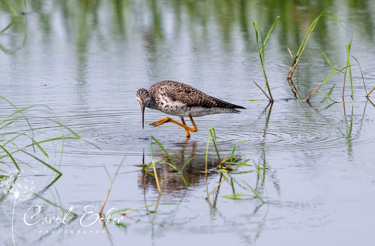 Greater Yellowlegs - ML641407411