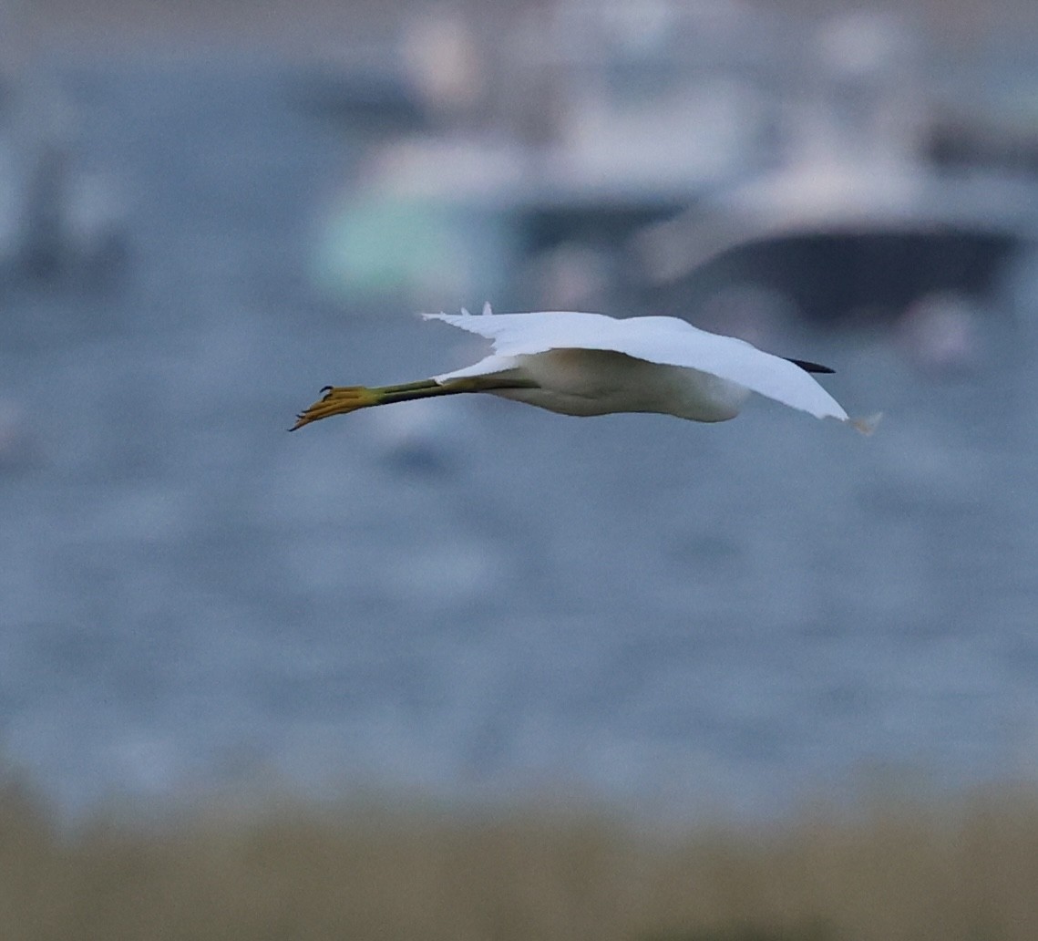 Snowy Egret - ML641407416