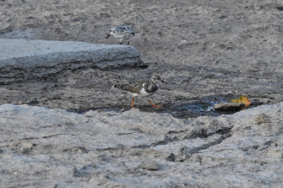 Ruddy Turnstone - ML641407429