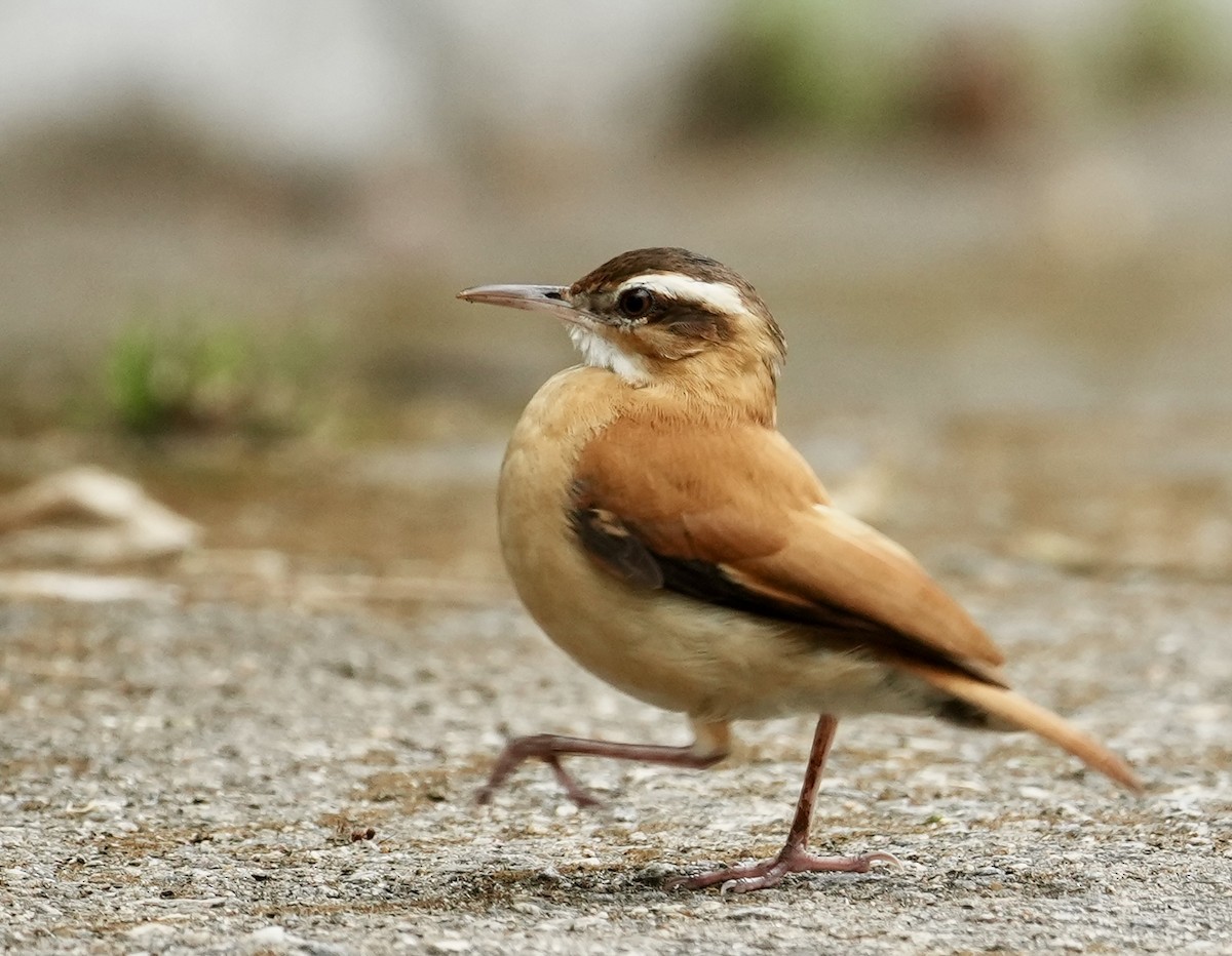 Pale-legged Hornero - ML641407433