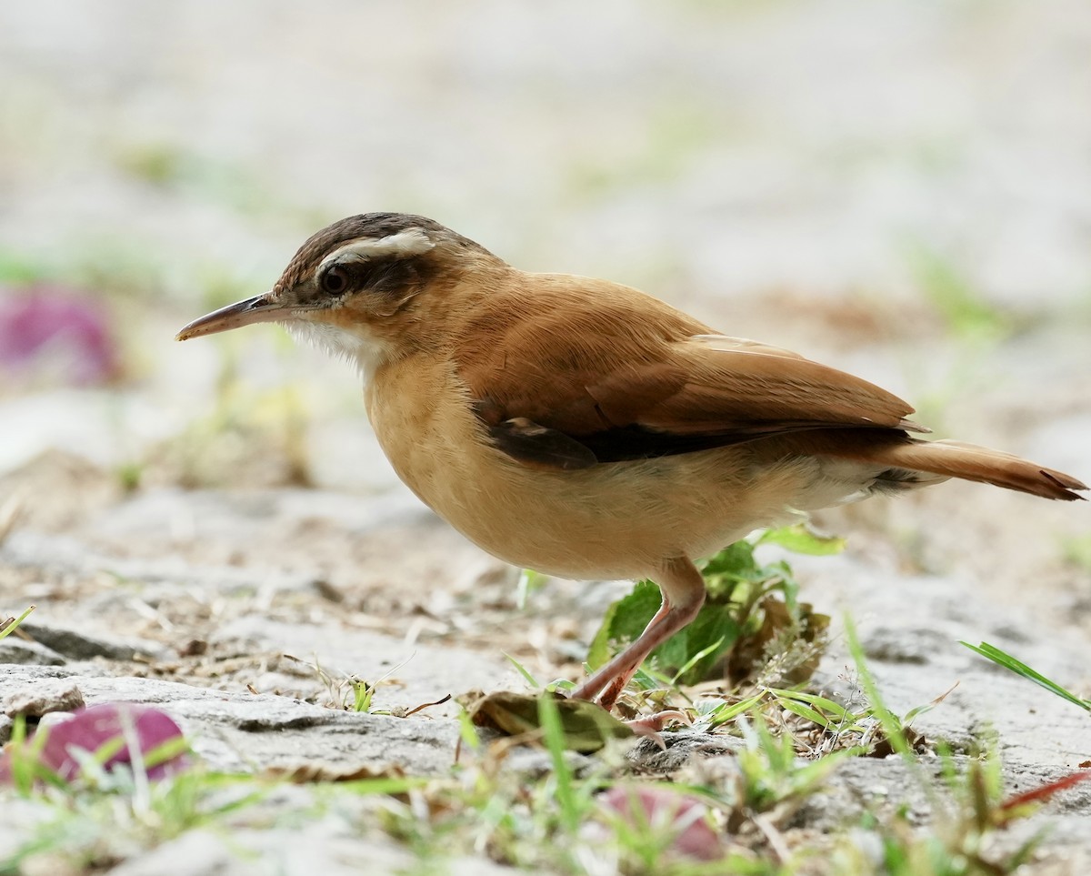 Pale-legged Hornero - ML641407434