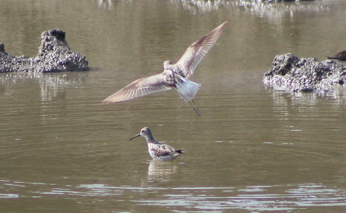 Stilt Sandpiper - ML641407471