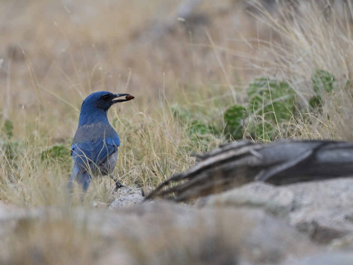Woodhouse's Scrub-Jay - ML641407484