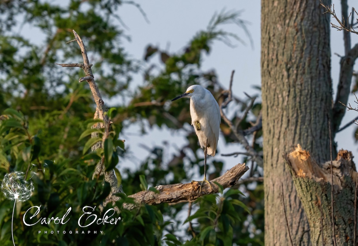 Snowy Egret - ML641407486