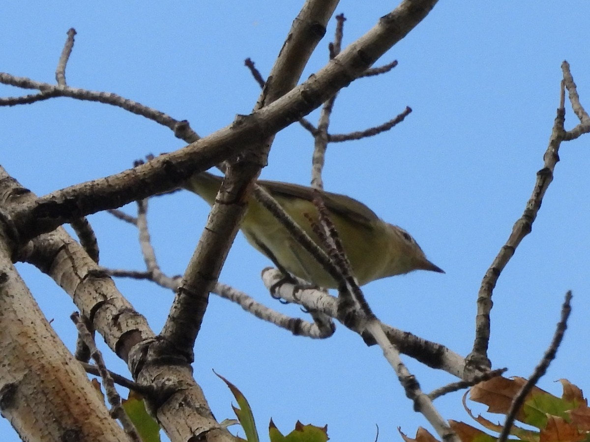 Warbling Vireo - ML641407488