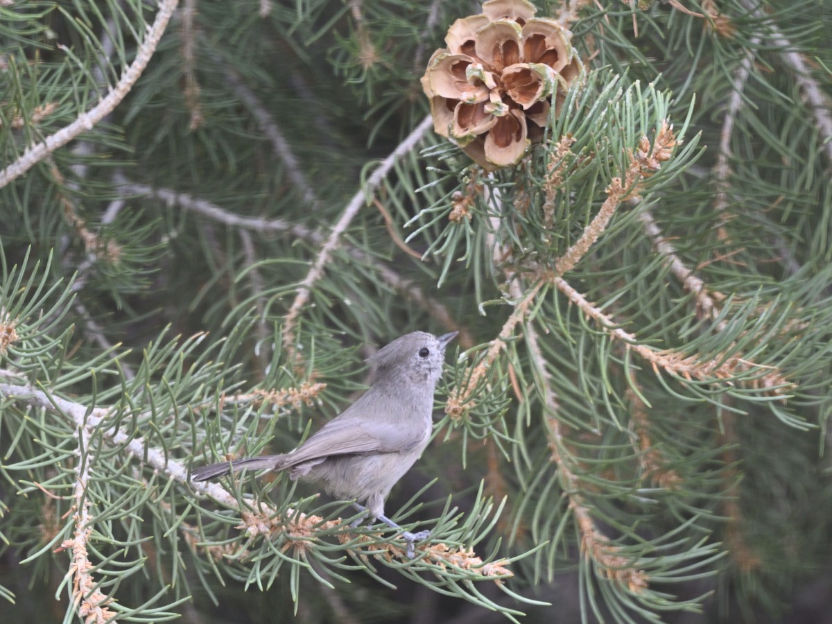 Juniper Titmouse - ML641407490